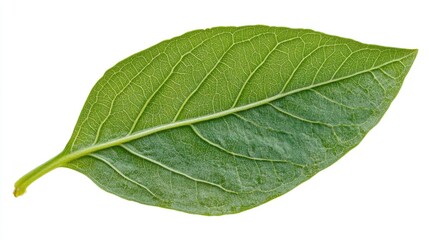 Tropical green leaf isolated on a clean white background showcasing intricate vein patterns and natural textures for design purposes