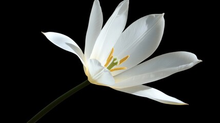 Fototapeta premium Elegant White Tulip Blossom Against Black Background Highlighting Delicate Petals and Natural Beauty