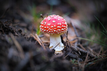 Red and white spotted  fly agaric mushroom
