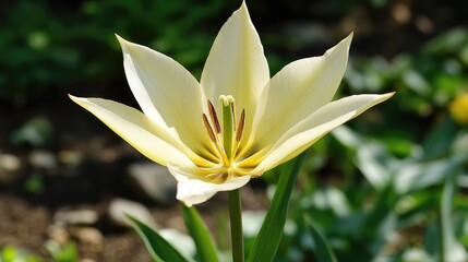 Obraz premium White tulip in full bloom surrounded by lush garden greenery showcasing nature's beauty and spring vibrance