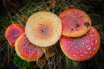 Red and white spotted  fly agaric mushroom