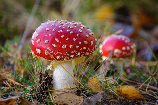 Red and white spotted  fly agaric mushroom