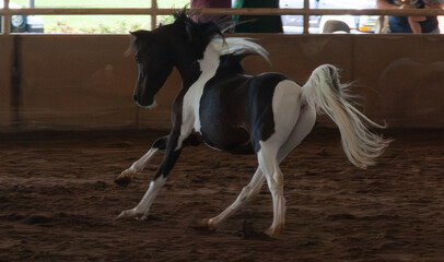 Horse in a show ring
