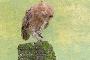 A Javan scops owl preys on a caterpillar on moss-covered ground. This nocturnal bird has the...