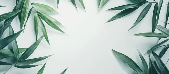 Fototapeta premium Lush Bamboo Leaves Framed on White Background for Summer Nature Themes and Decorative Elements with Space for Custom Text