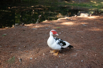 Black and White duck on the ground