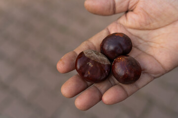 Fresh plucked chestnuts rich in vitamin C , Almaty, Kazakhstan
