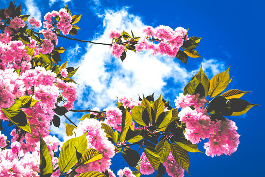 cherry blossom and blue sky