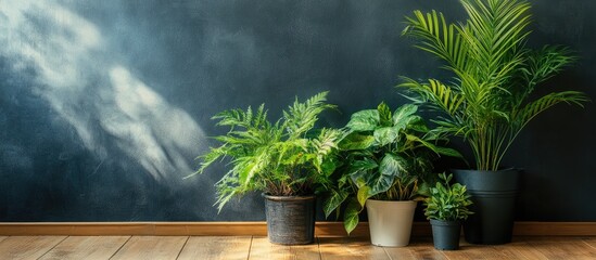 Lush indoor plants arranged on a wooden floor against a dark wall creating a serene and inviting home environment