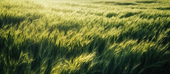 Lush green grass swaying in a sunlit spring meadow Nature background ideal for text and seasonal themes in agriculture and outdoor scenes