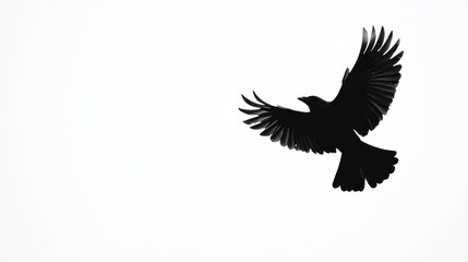 Obraz premium Silhouette of a bird in flight against a white background.