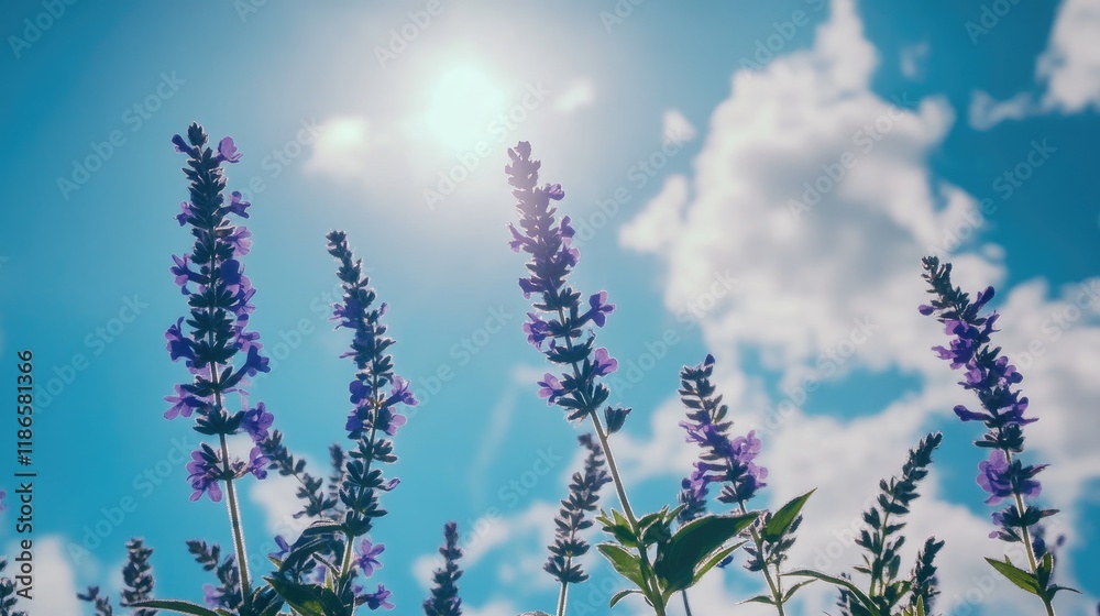 Poster Vibrant violet flowers under a bright sky with fluffy clouds creating a serene and uplifting atmosphere in nature.