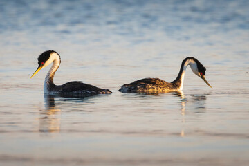Western grebe (Aechmophorus occidentalis) pair courtship behavior photographed in Eagle Lake in Lassen County California in warm morning light