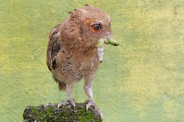 A Javan scops owl preys on a caterpillar on moss-covered ground. This nocturnal bird has the scientific name Otus lempiji.