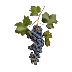 Fresh blue grapes hanging from vine with green leaves, showcasing their rich color and texture. Perfect for illustrating nature bounty and healthy eating