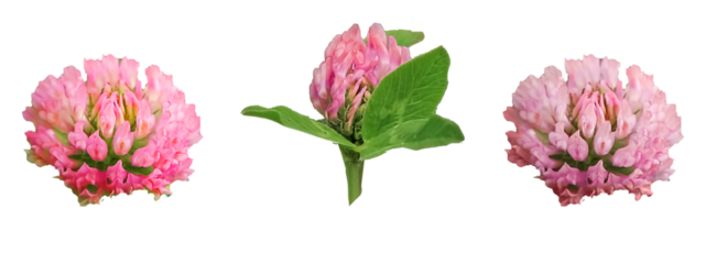 honey flowers nectar. Clover flowers isolated on white background