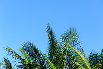 Coconut tree and blue sky