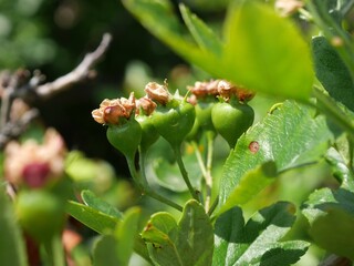Toba Hawthorn tree fruits, Colorado