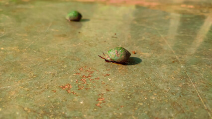 hollow shelled snail on a tile.
