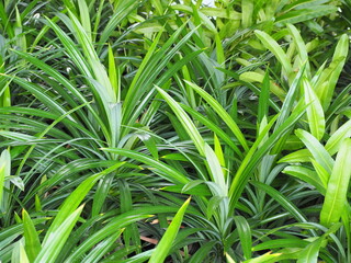 Obraz premium A bush of Pandanus amaryllifolius grows in garden. Fragrant Pandan has long and dark green leaves. Pandanus leaves have a fragrant smell used to beverages and leaf juice as a natural food coloring 