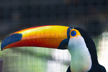 Naklejka premium Close up of a Toco Toucan in Taiping Zoo