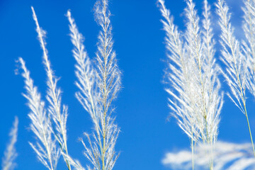 Delicate Grasses Against Bright Blue Sky on Clear Sunny Day