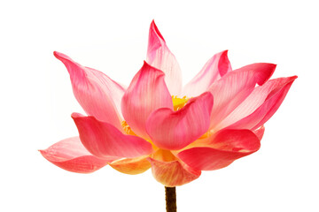 Beautiful Pink Lotus Flower in Full Bloom on White Background