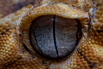 Fototapeta premium Close up eye Centralian rough knob-tail gecko (Nephrurus amyae), Centralian rough knob-tail gecko (Nephrurus amyae) isolated on black background