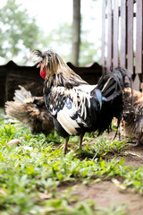 Polish rooster with prominent crest, black and gold plumage, standing in grass with other chickens. Farm scene.