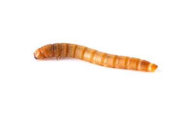 Mealworms Isolated on white background, Mealworms are the larval form of the mealworm beetle