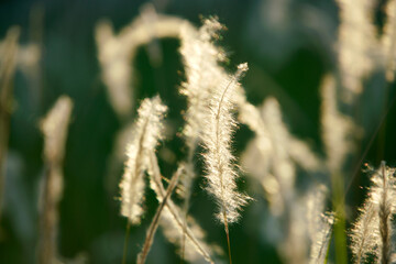 Fototapeta premium Delicate Golden Grass Swaying Gently in Soft Afternoon Light