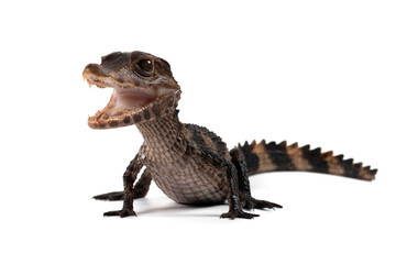 Cuvier's dwarf caiman (Paleosuchus palpebrosus) closeup isolated on white background, Cuvier's dwarf caiman (Paleosuchus palpebrosus) closeup
