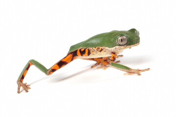 Phyllomedusa hypochondrialis closeup on white background, Northern orange-legged leaf frog or tiger-legged monkey frog closeup  