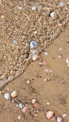Waves washing lying shells on the beach. Sea waves crossing the image.