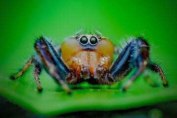 Jumping spider with prey