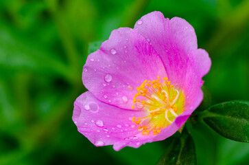 Close up of pink Portulaca flower taken after rainy day
