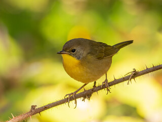 Close up of an immature male Common Yellowthroat perched on a twig against a bright green and yellow background
