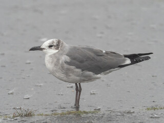 An adult Laughing Gull molting into basic, non-breeding plumage