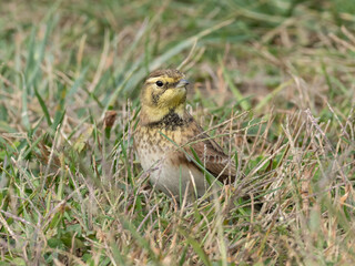 An american Horned Lark perched on the ground amongst grass