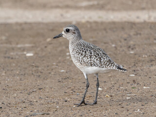 A Black-bellied Plover in basic, non-breeding plumage standing on a sandy beach