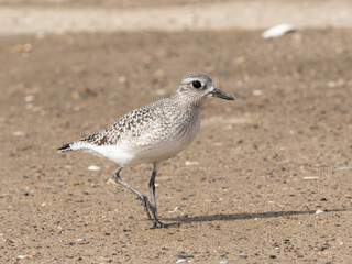 A Black-bellied Plover in basic, non-breeding plumage standing on a sandy beach