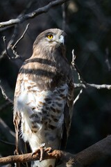 A light brown eagle with piercing yellow eyes sits on a dry tree branch.