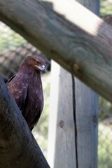 A dark brown eagle sits on a thick tree branch, its gaze sharp and focused. The background is blurred and includes green foliage
