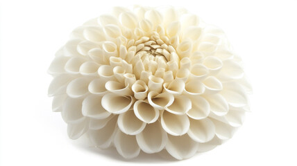 Exquisite Cream Dahlia Flower Bloom Close Up Macro Shot White Background