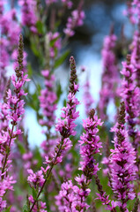 Purple flower spikes of Purple Loosestrife Lythrum salicaria, family Lythraceae. Endemic to eastern Australia in wet swampy shrublands, wetlands and riverbanks. Also in Europe, N. America, Asia