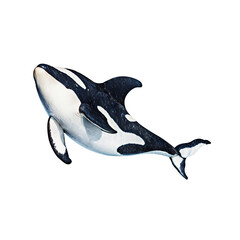 Portrait of a Wild Orca, Transparent Background