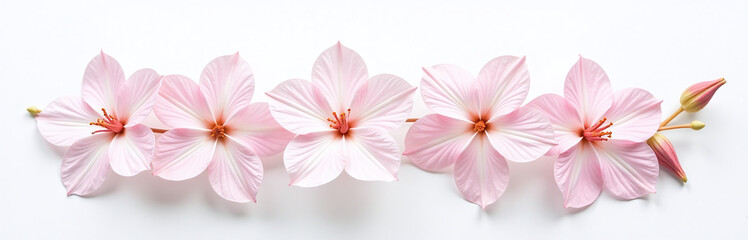 Obraz premium Image Of A Delicate Pink Floral Arrangement Isolated Against A Clean White Background With Gentle Subtle Color Tones. 00003