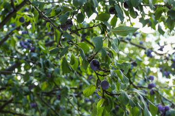 Ripe plums growing on tree in garden