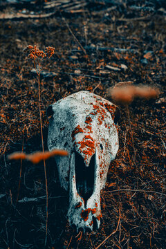 Horse skull covered in red moss in enigmatic forest. Scary dark and beautiful
