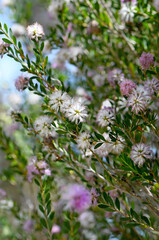 Purple and faded white pompom flowers of the Australian native Showy Honey Myrtle, Melaleuca nesophila, family Myrtaceae. Endemic to southwest coast of Western Australia. Flowers Spring summer.